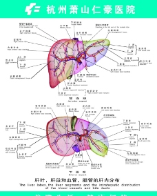 肝叶 胆段和血管 胆管的肝内分布图片