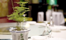 摆盘餐桌绿植图片