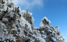 雪景 峨眉山图片