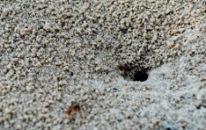 蚂蚁洞口摄影图图片