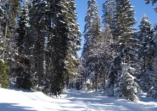 冬天的松树林图片