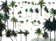高精度室外效果图棕榈科植物热带植物图片