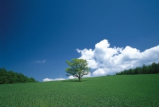翠綠草原图片