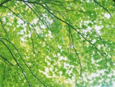 绿树春天树枝绿叶图片