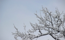 枝头的白雪图片