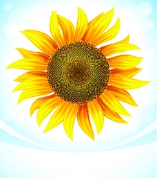 花纹背景向日葵图片
