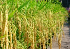 水稻高产大穗图图片