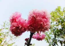 云南樱花（非高清）图片