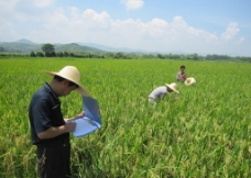农业科技人员在田间观察记载图片